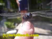 /home//u458753944/public_html/sourcegallery////////////Insects and small critters/dragonflies and damselflies/P1140140.JPG